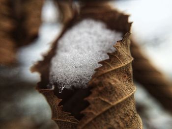 Close-up of frost on dry leaves during winter