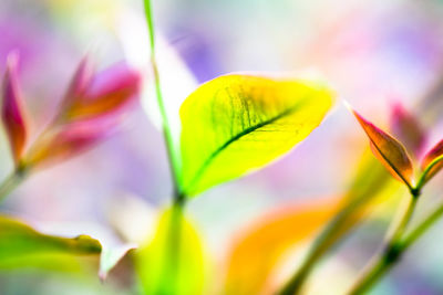 Close-up of multi colored flowers