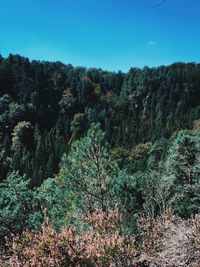 Trees on mountain against clear sky