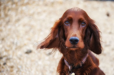 Close-up portrait of dog