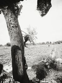 Trees on field