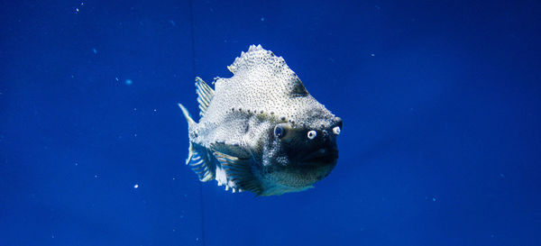 Fish underwater