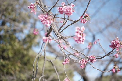 Low angle view of cherry blossom