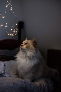 Cat relaxing on bed at home