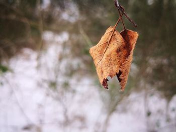 Close-up of dry leaf on branch