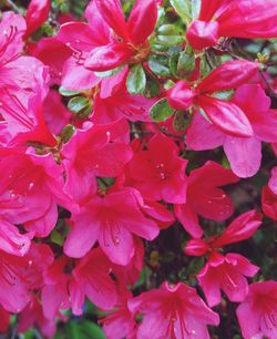 Close-up of wet pink flowers