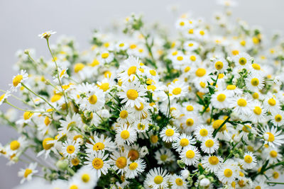 Close-up of yellow flowering plants on field