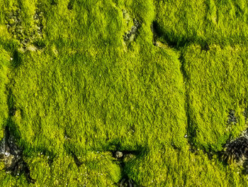 Full frame shot of tree growing in field