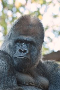 Close-up of gorilla looking away