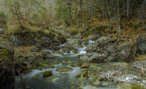 River flowing through forest