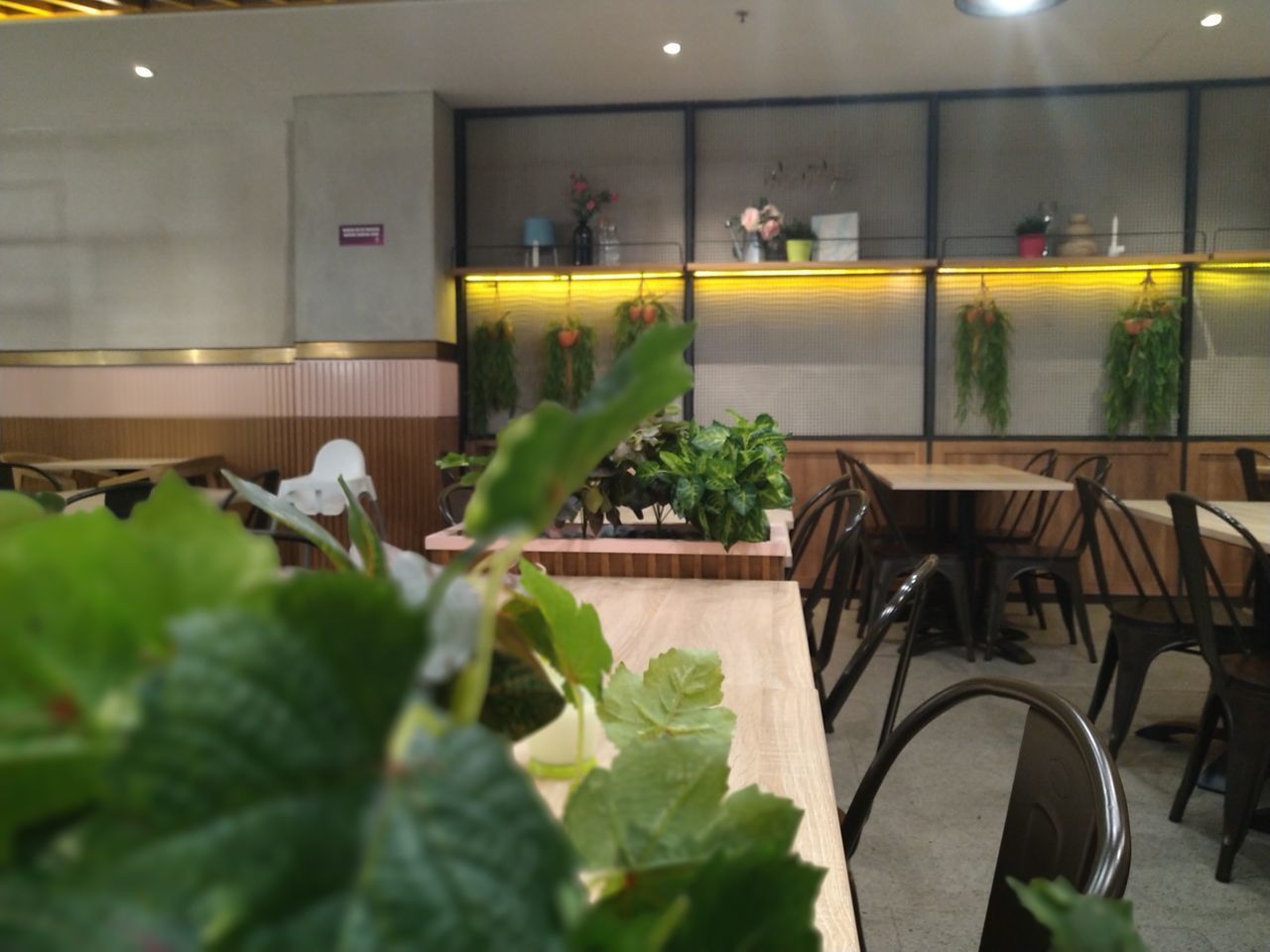 POTTED PLANT ON TABLE IN CAFE