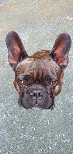 High angle portrait of dog on street