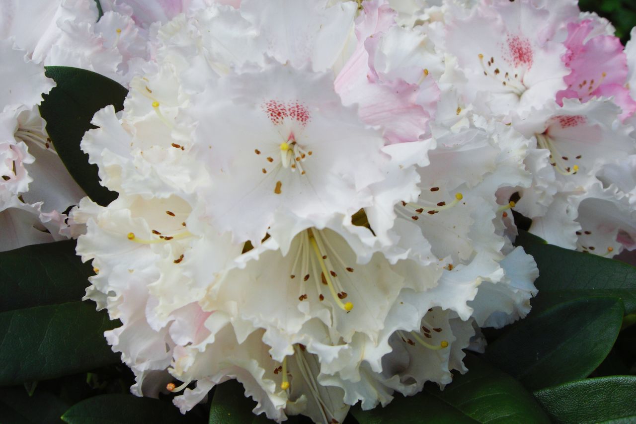 flower, white color, fragility, beauty in nature, freshness, blossom, nature, close-up, no people, growth, springtime, petal, stamen, flower head, outdoors, day, tree