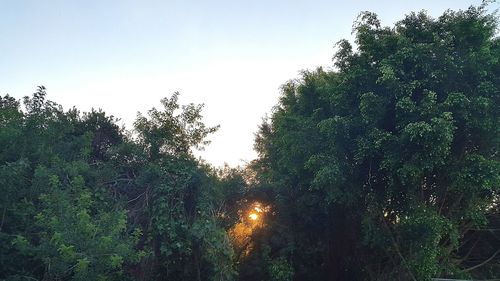 Low angle view of trees against sky