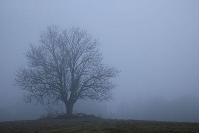 Bare tree on field against sky