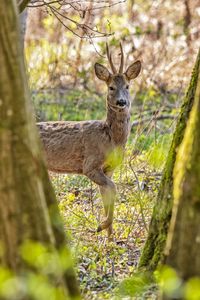 Portrait of deer