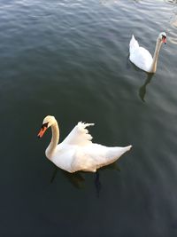 High angle view of swan swimming in lake