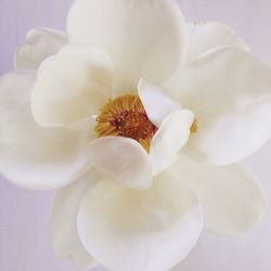 Close-up of white flowers