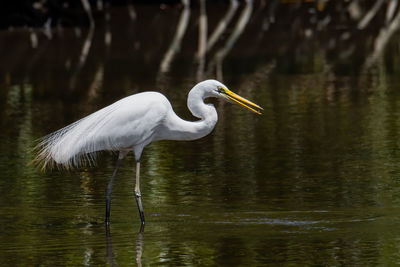 Side view of a bird in water