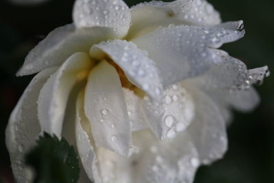 Close-up of wet white rose flower