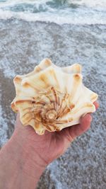 Close-up of hand holding crab at beach