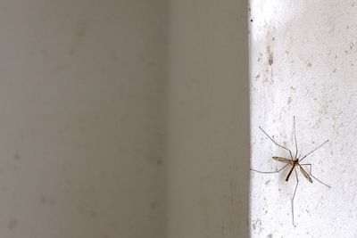 Close-up of insect