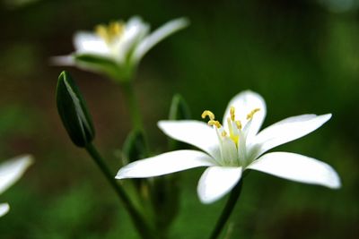Close-up of white flowering plant