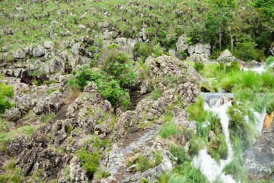 Plants growing on rocks by river