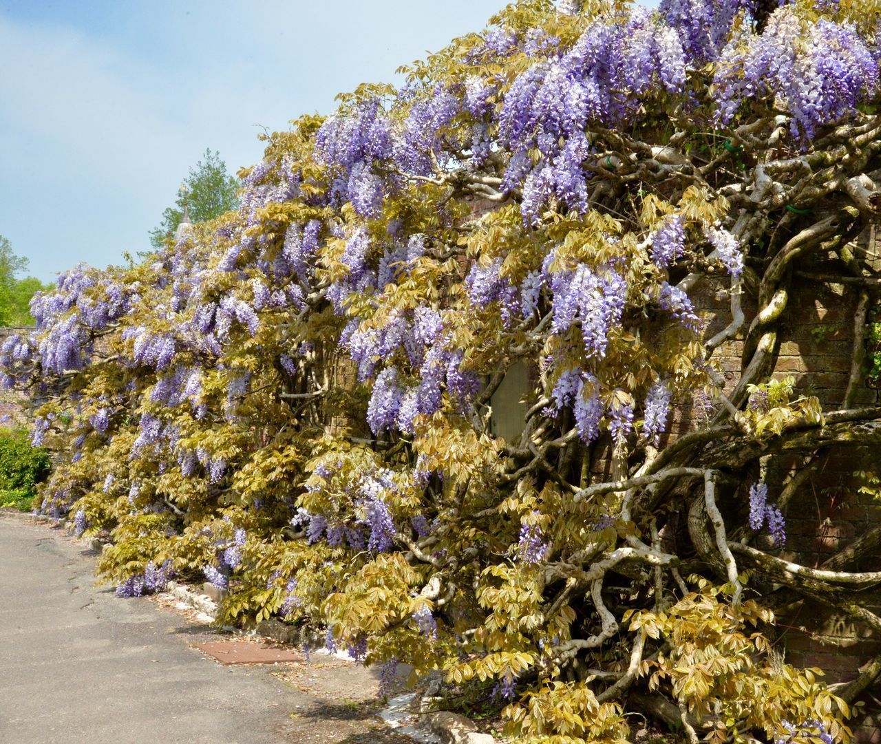 CLOSE-UP OF PURPLE FLOWERING PLANTS AGAINST TREES