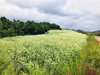Scenic view of agricultural field against sky