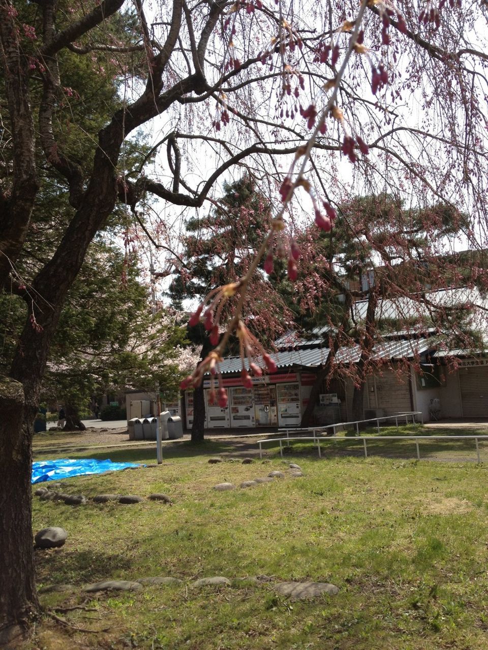 tree, branch, growth, bench, built structure, tree trunk, grass, building exterior, architecture, tranquility, nature, day, park - man made space, absence, sky, empty, outdoors, tranquil scene, house, sunlight