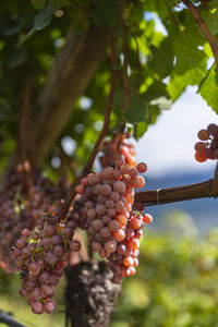 Close-up of grapes growing in vineyard