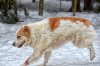 Full length of a dog on snow
