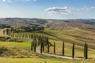 Italy, tuscany, treelined country road in summer