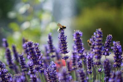 Close-up of bee pollinating on lavender