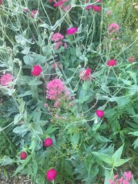 Close-up of pink flowers