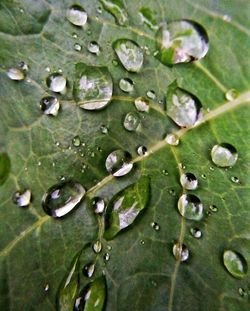 Full frame shot of water drops on leaf