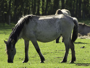 Widl horses in germany