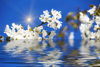 White flowers blooming in park