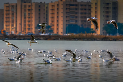 Birds flying over water