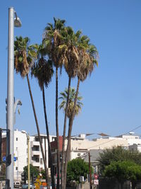 Low angle view of trees against blue sky