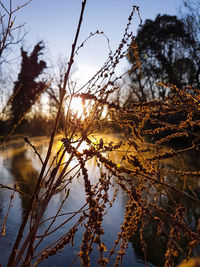 Close-up of plants against lake at sunset