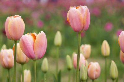 Close-up of pink tulips blooming outdoors