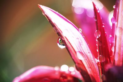 Close-up of pink rose flower