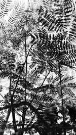 Low angle view of tree