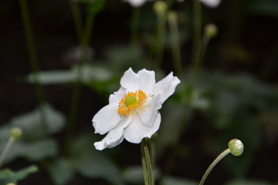 Close-up of white flowers