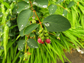 Close-up of water drops on plant