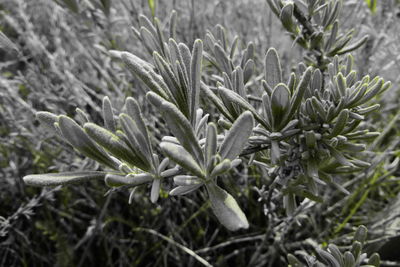 Close-up of pine tree in field