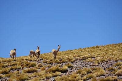 Sheep standing on field against clear blue sky