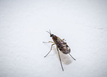 Close-up of fly on wall